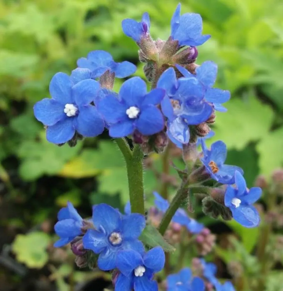 Blue Angel Anchusa plant