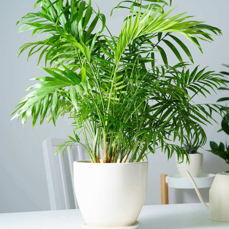 Ancient Palm plant