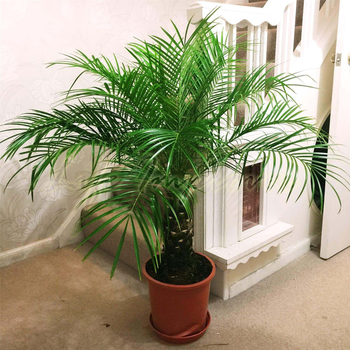 Ancient Palm plant