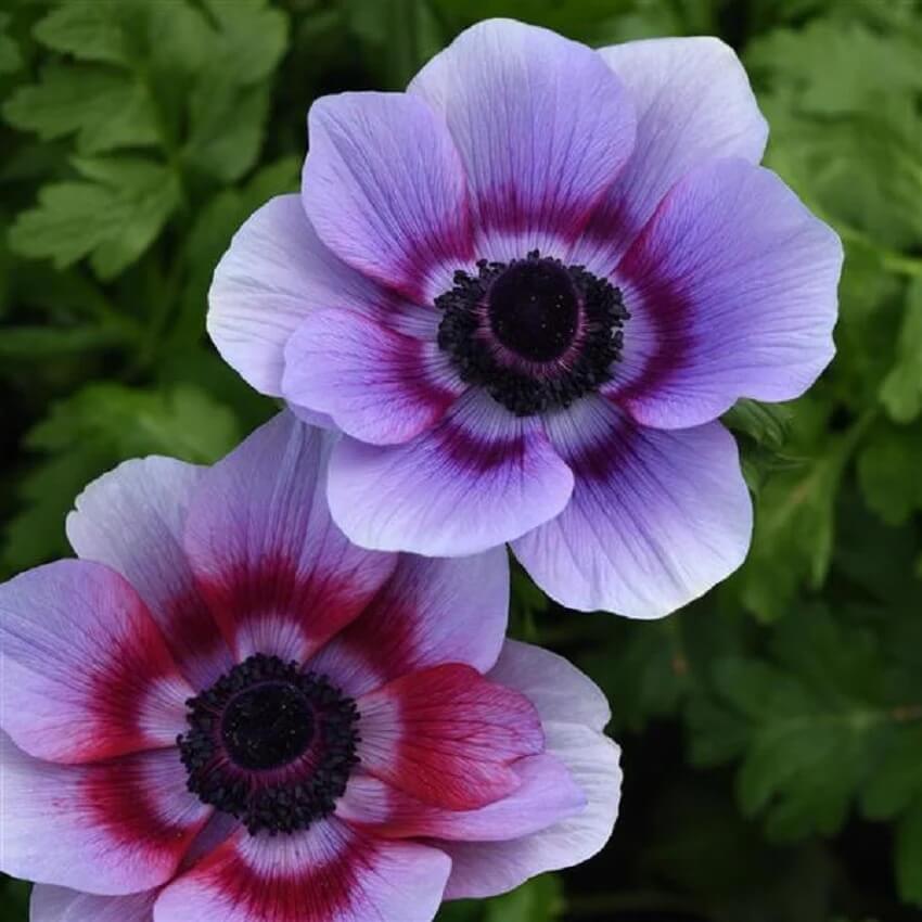 Anemone plant