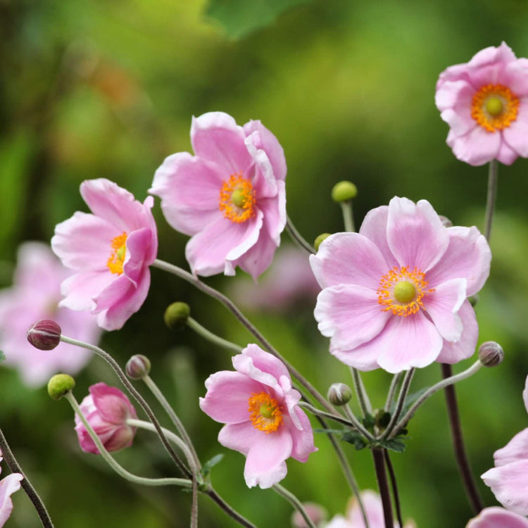 Anemone plant