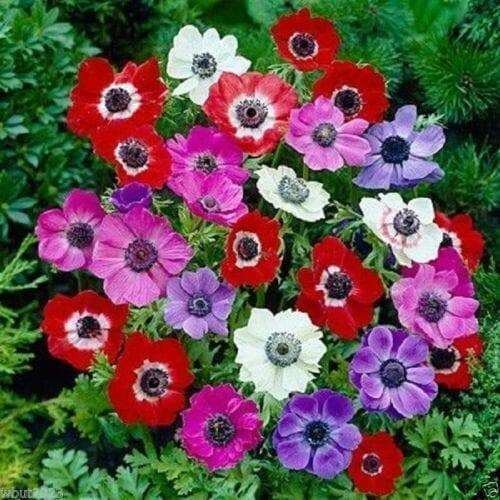 Pulsatilla Mix Anemone plant