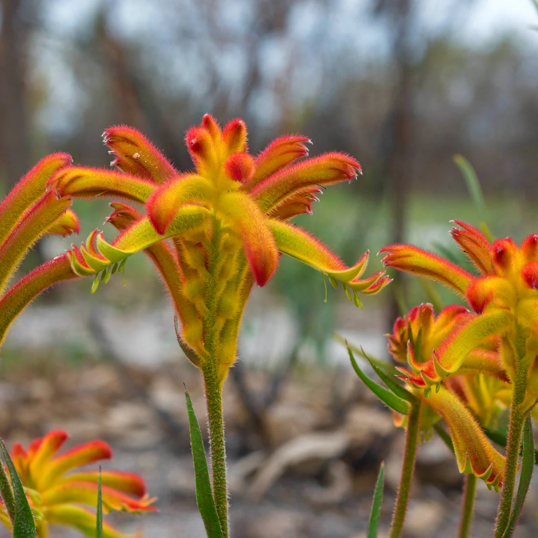 Anigozanthos Humilis flower seeds