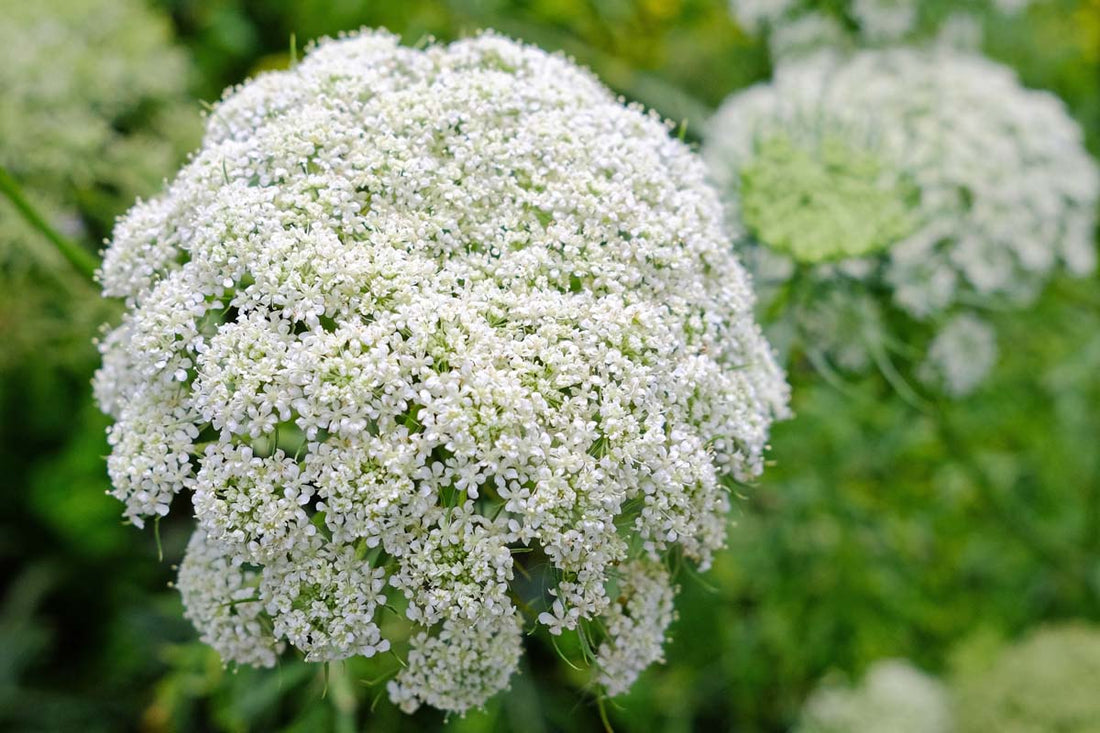 Queen Anne'S flower seeds