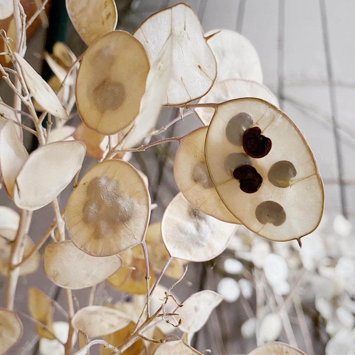 Annual Honesty Lunaria plant