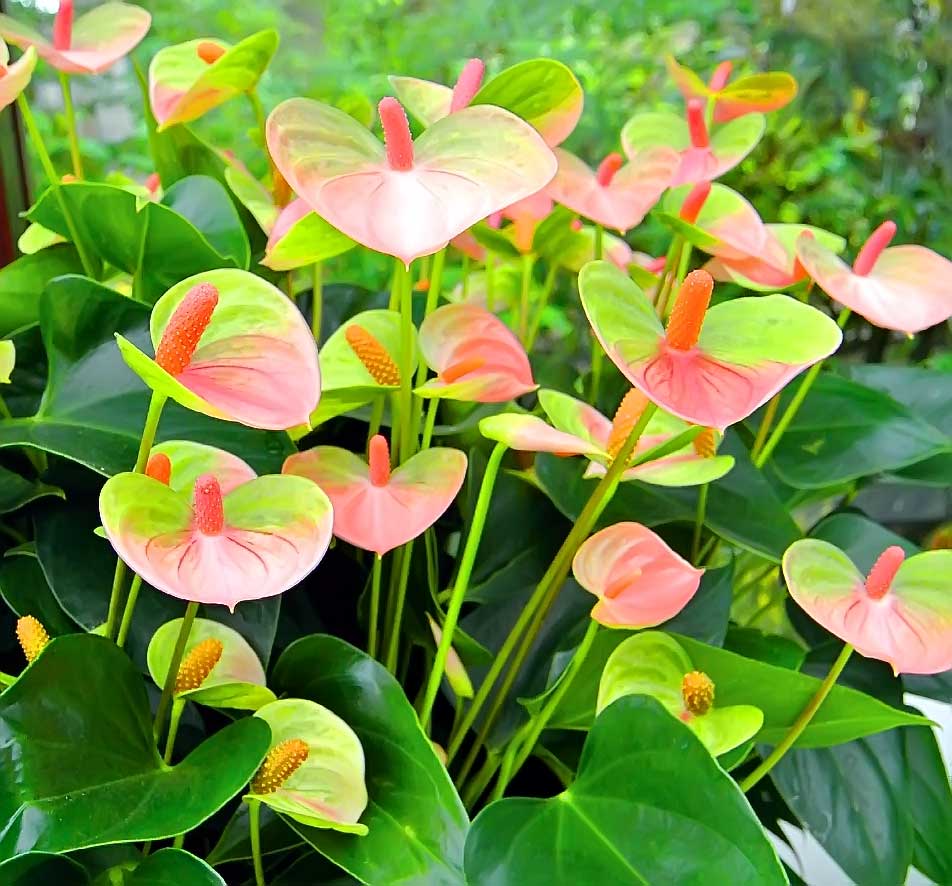 Cream Anthurium flower seeds