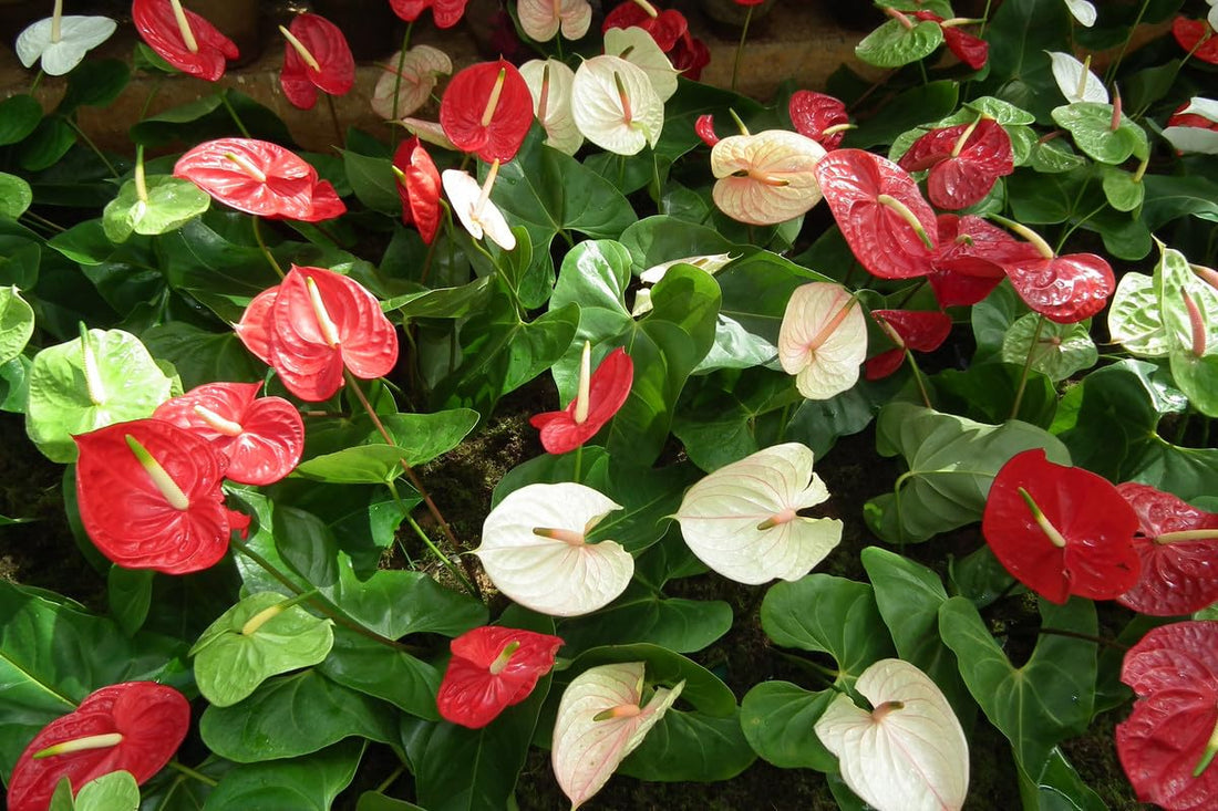 Anthurium flower seeds