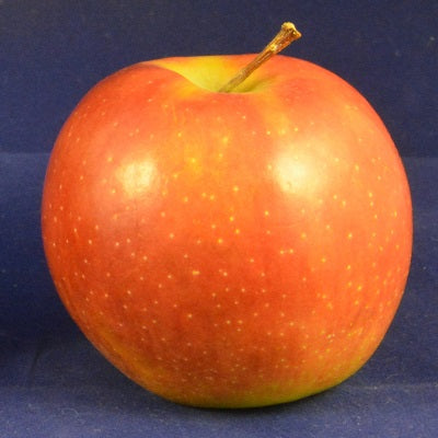 Orange Apple Fruit Seeds for Planting – Heirloom Non-GMO Garden Seeds