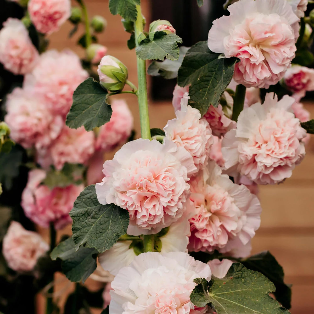 Apricot Peach Parfait plant