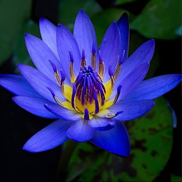Aquatic plant