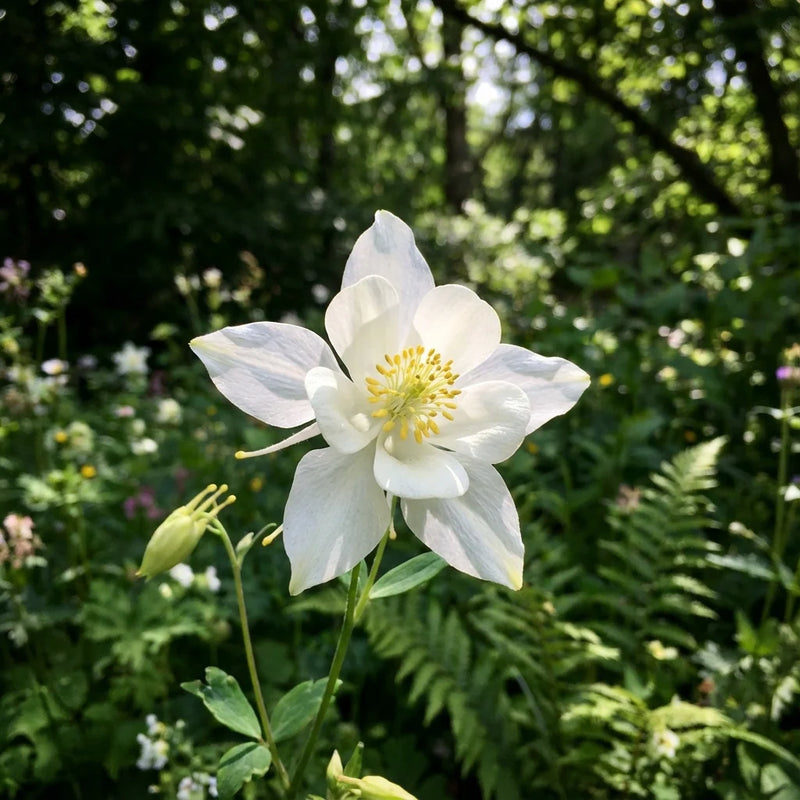 White Aquilegia Flower Seeds for Planting – Heirloom Non-GMO Garden Seeds