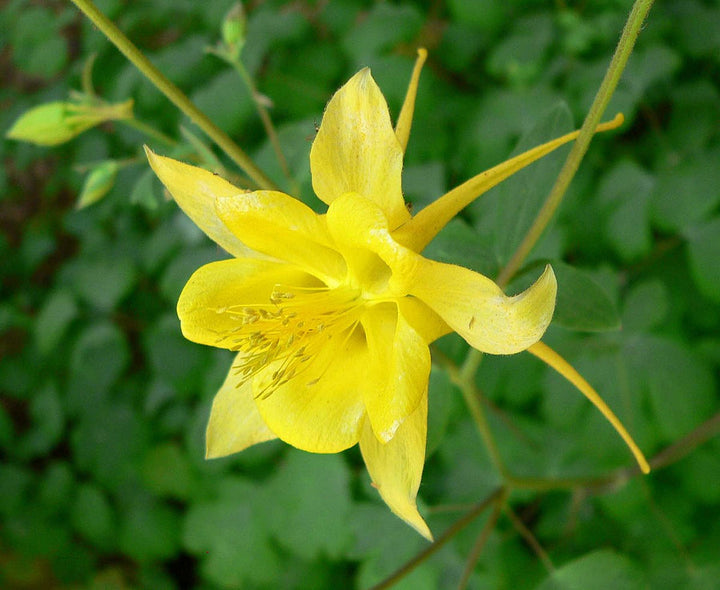 Golden Columbine flower seeds