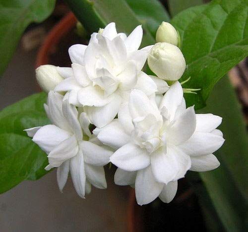 Arabian Jasmine Jasminum sambac white fragrant flowers and glossy green foliage
