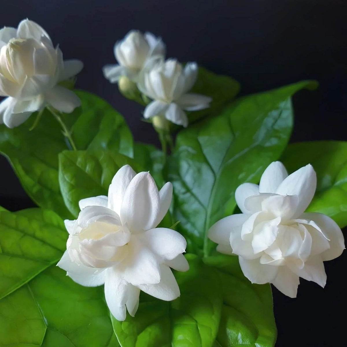 Arabian Jasmine plant