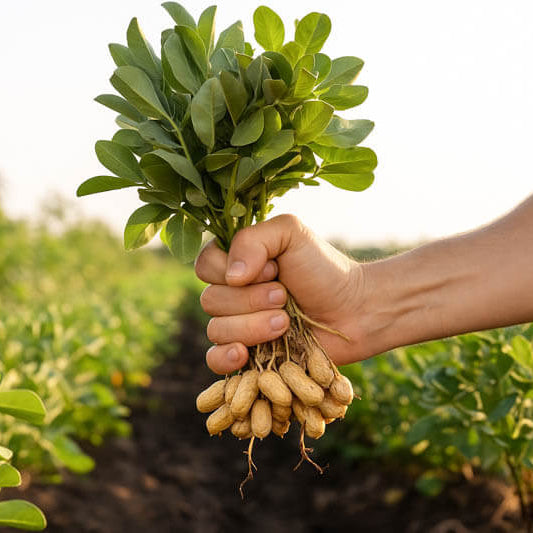 Arachis Hypogaea plant