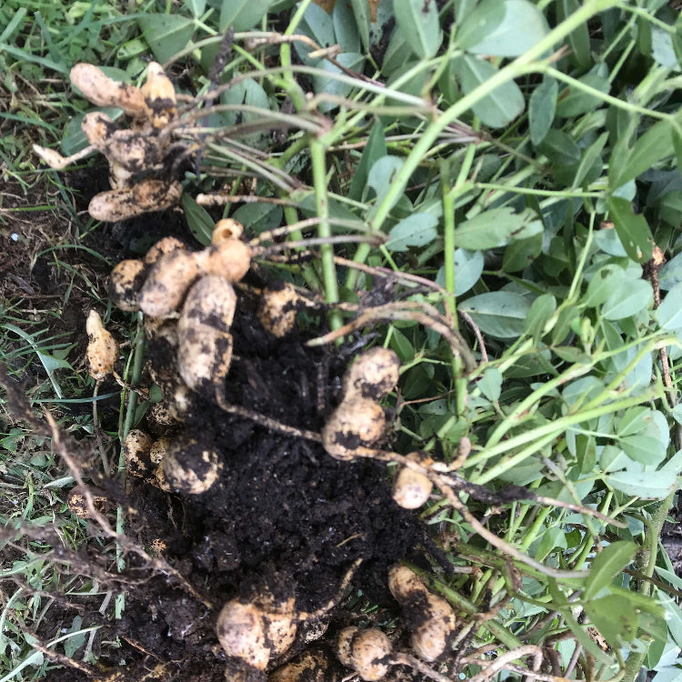 Arachis plant