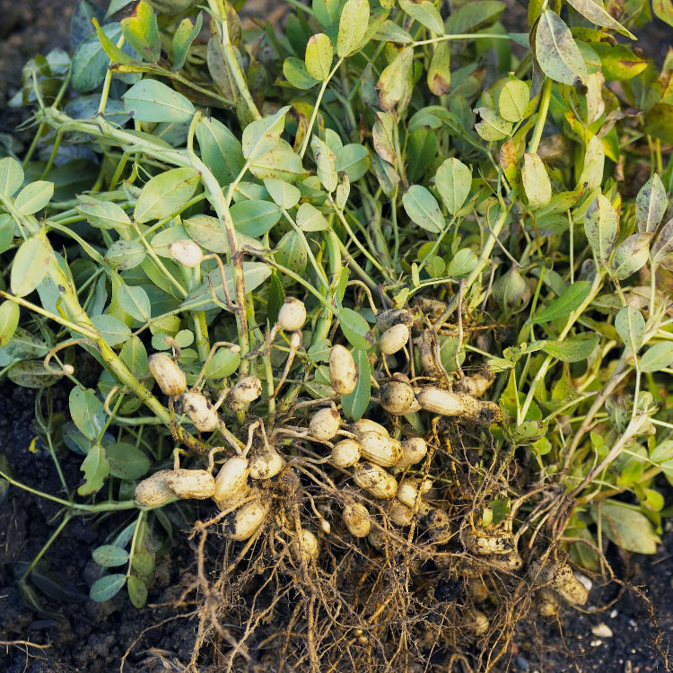 Arachis plant
