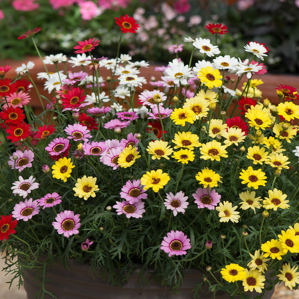 Argyranthemum flower seeds