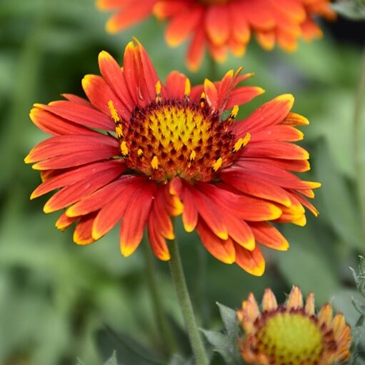 Yellow and Red Arizona Flower Seeds for Planting – Heirloom Non-GMO Garden Seeds