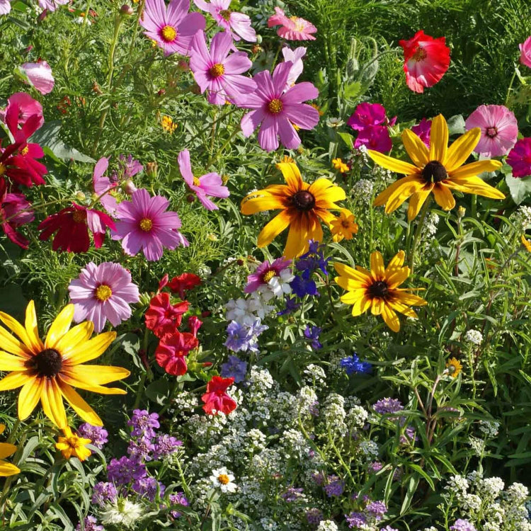 Cottage Mix Armeria plant