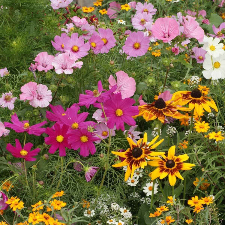 Cottage Mix Armeria plant