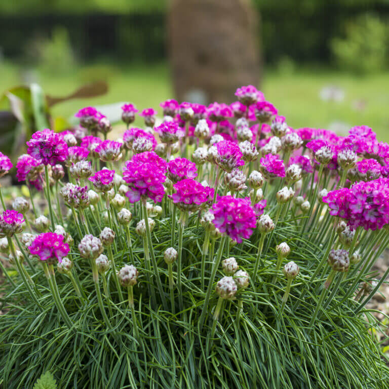Armeria plant