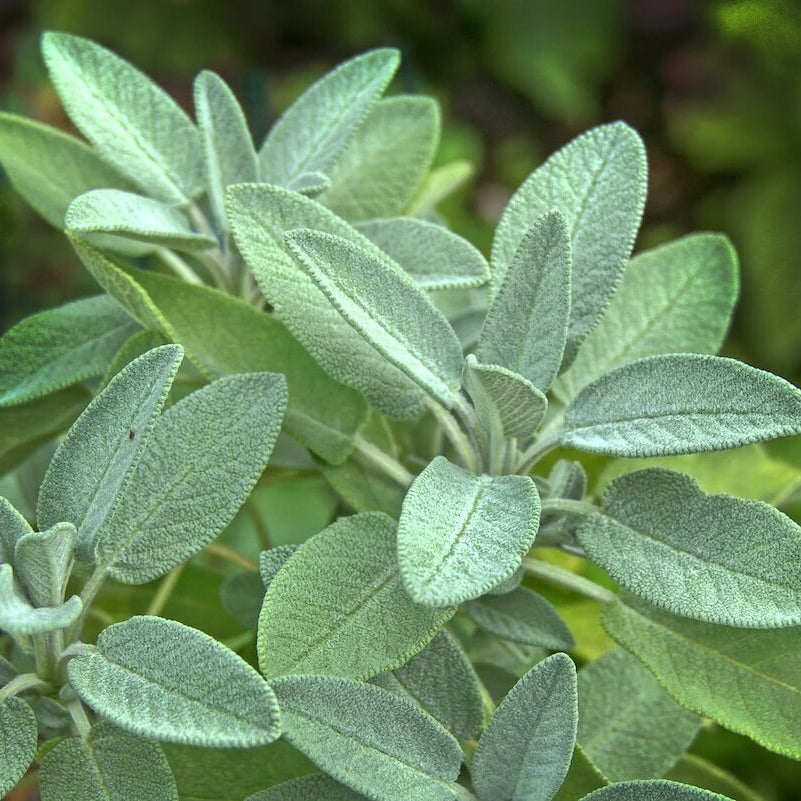 Aromatic Sage plant