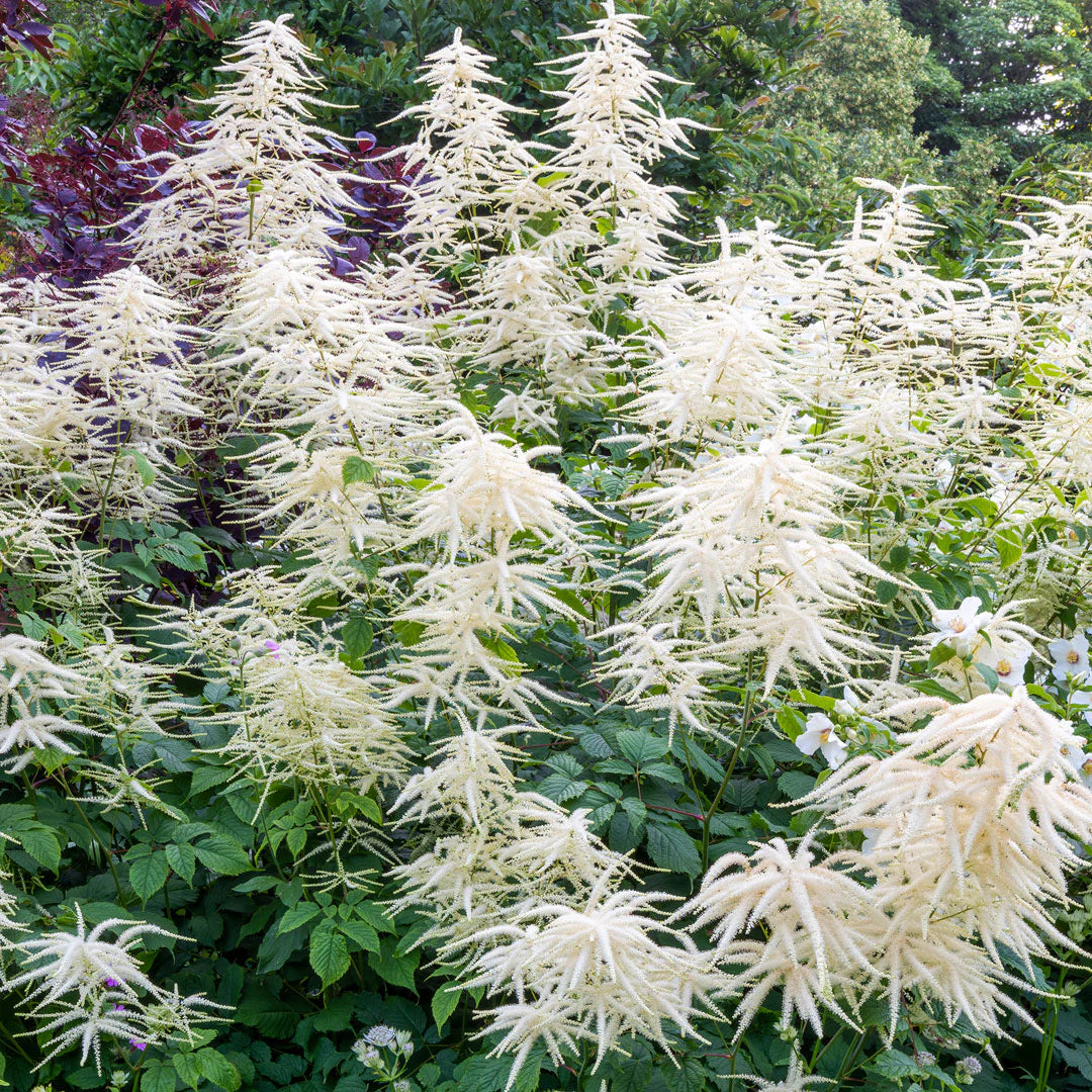 White Aruncus flower seeds