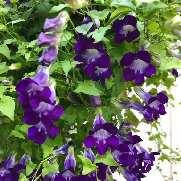 Blue Gloxinia Asarina plant