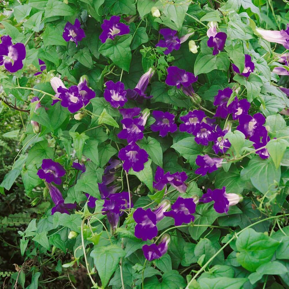 Blue Gloxinia Asarina plant
