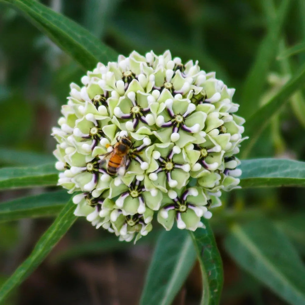 Asclepias Asperula plant