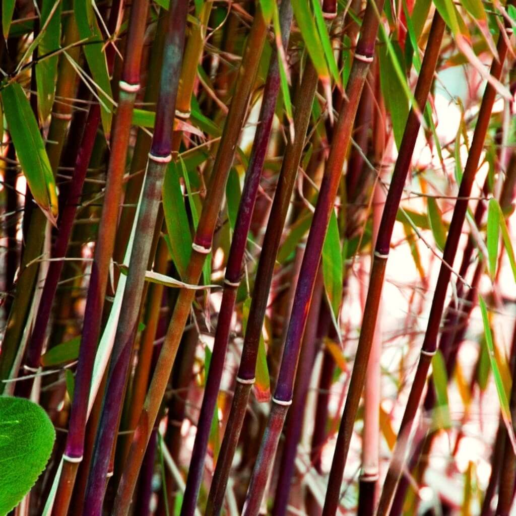 Asian Wonder Bamboo plant