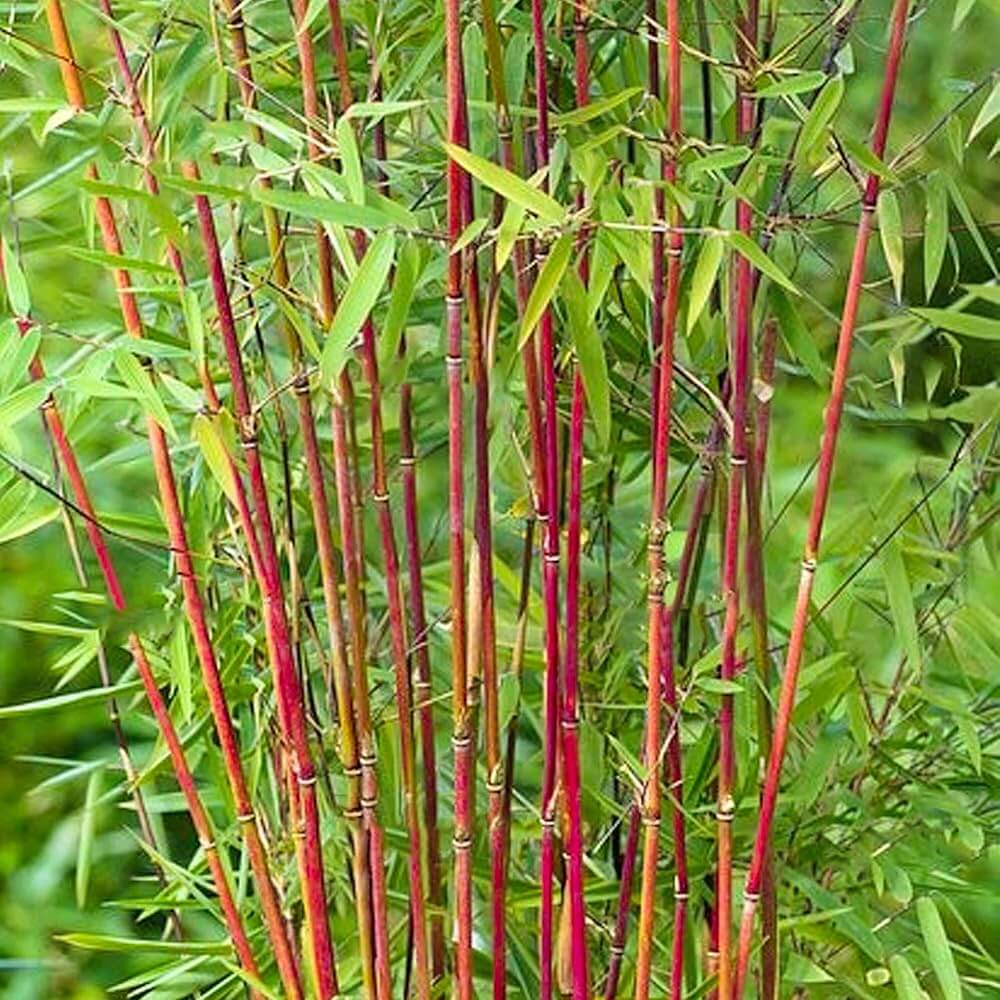 Asian Wonder Bamboo plant