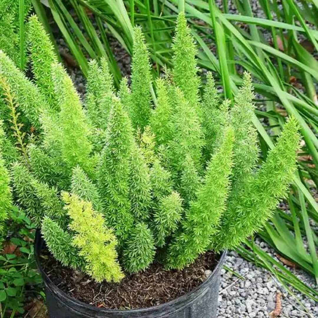 Meyeri Foxtail Fern plant