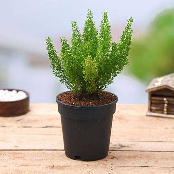 Meyeri Foxtail Fern plant