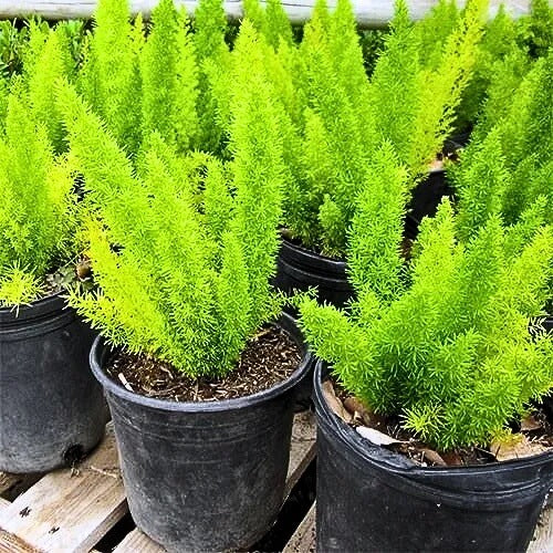 Meyeri Foxtail Fern plant