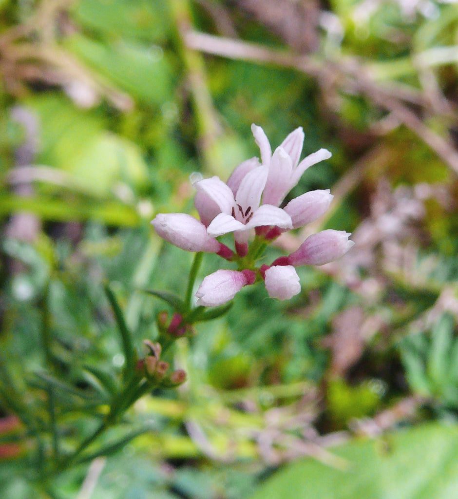 Pink Woodruff flower seeds