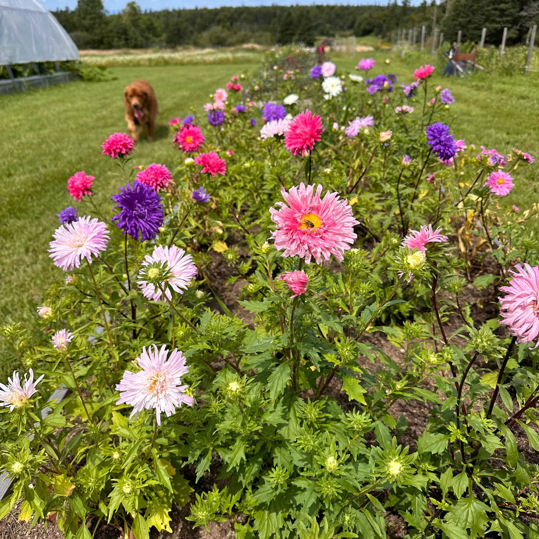 Aster Crego flower seeds