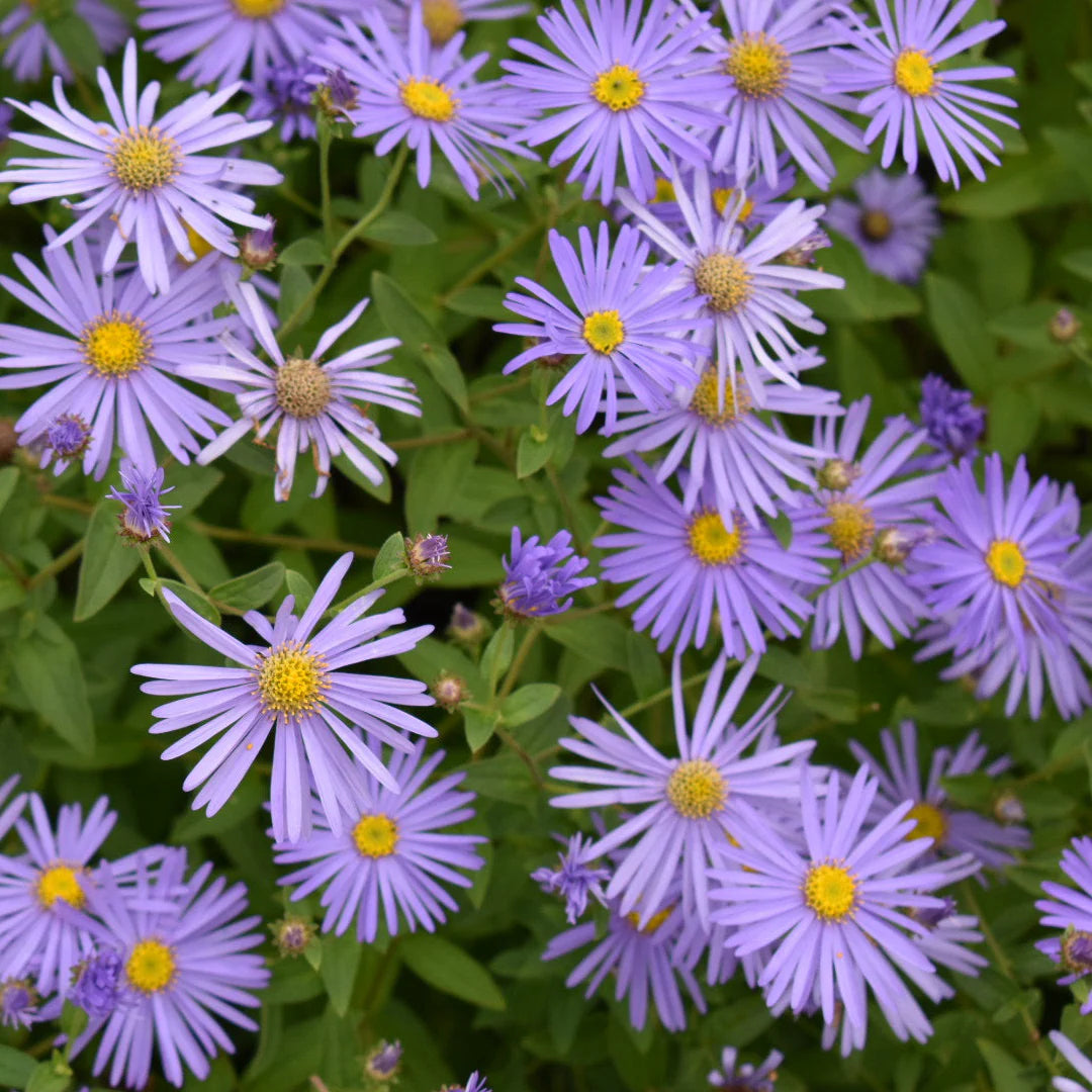 Blue Frikartii flower seeds