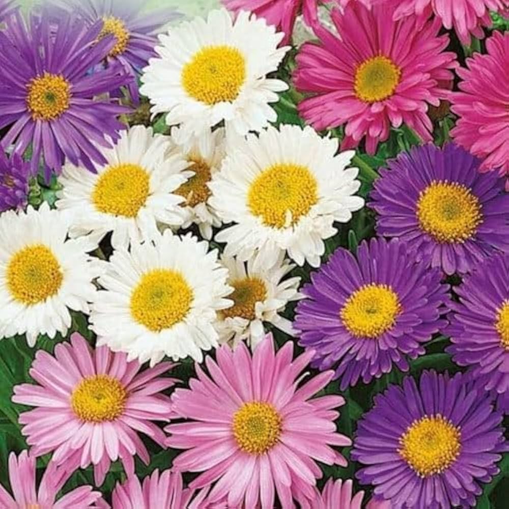 Colors Aster Alpinus plant