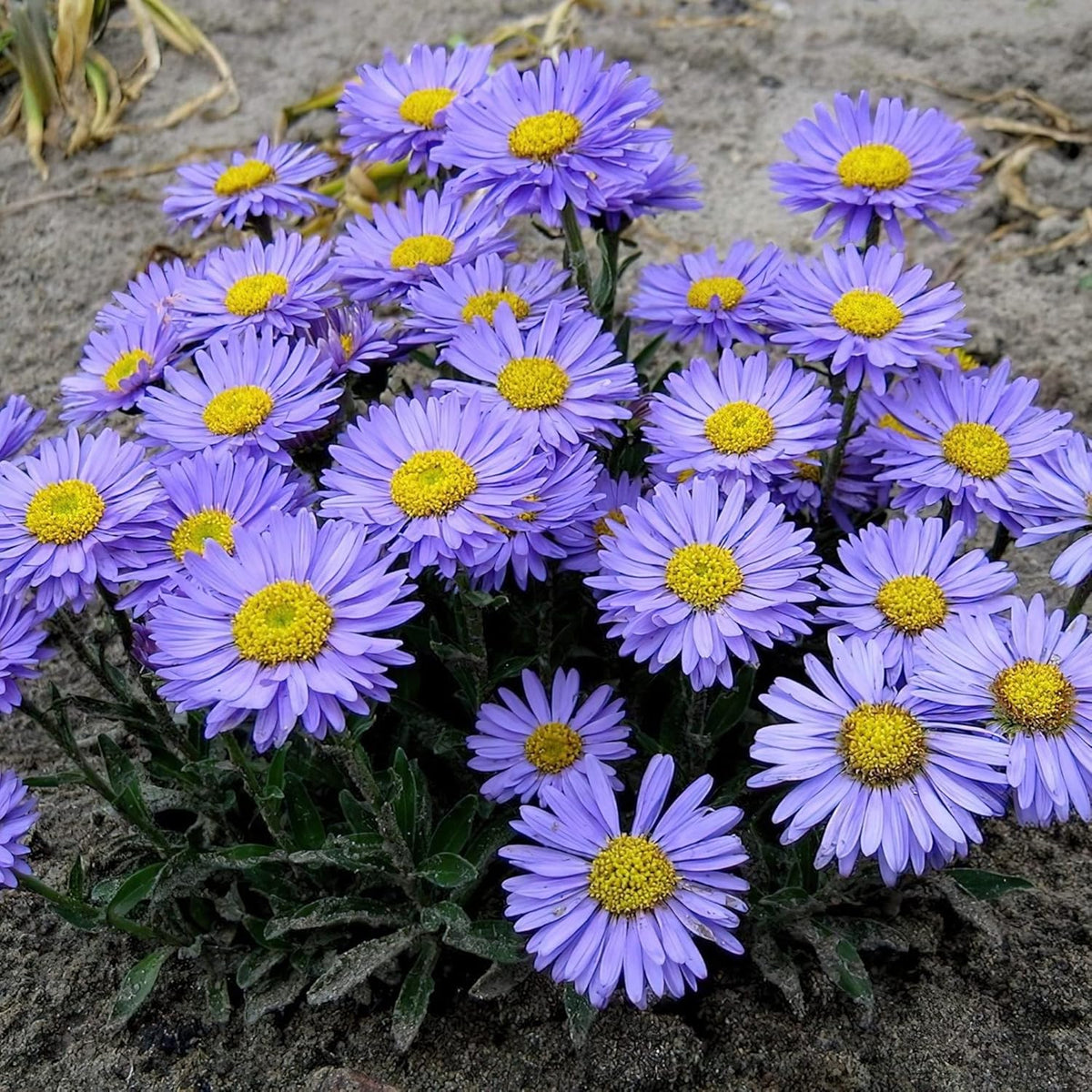 Colors Aster Alpinus plant