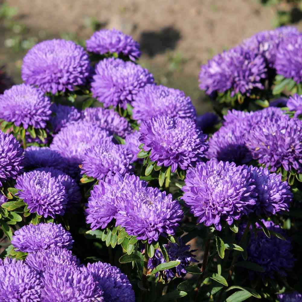 Dark Violet Aster plant