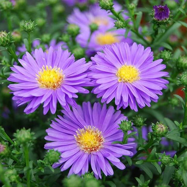 Aster plant