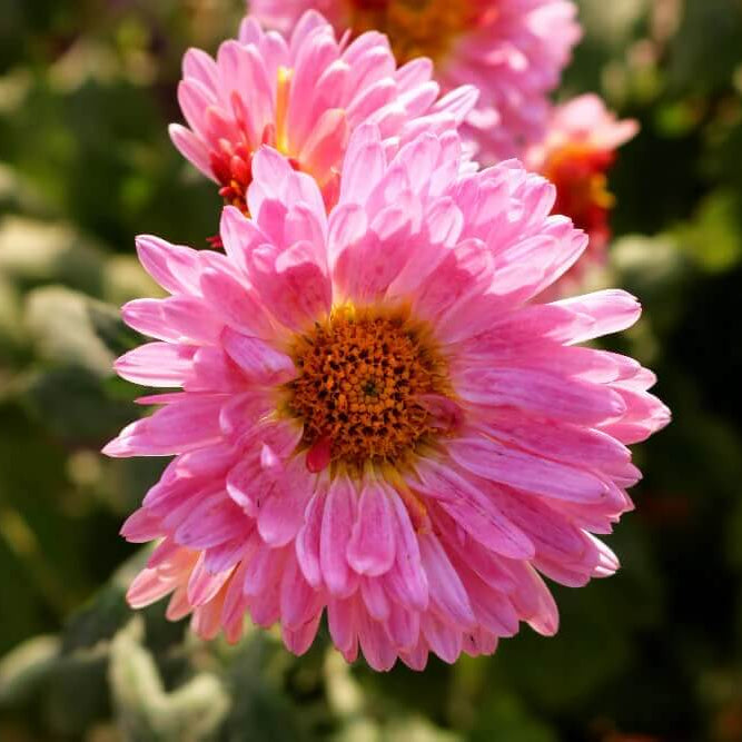 Aster plant