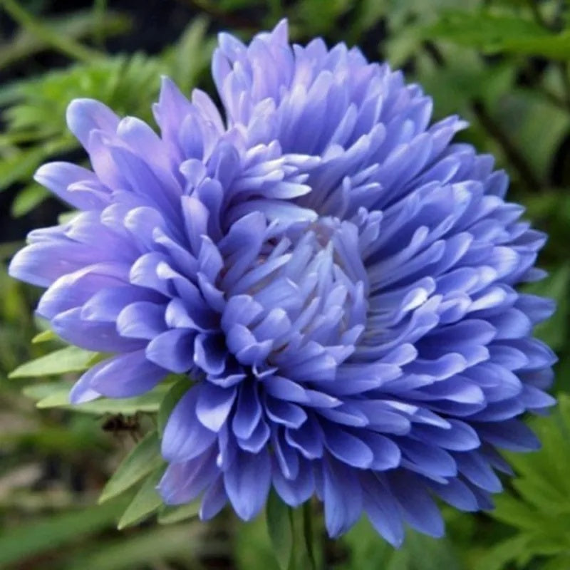 Blue China Aster plant
