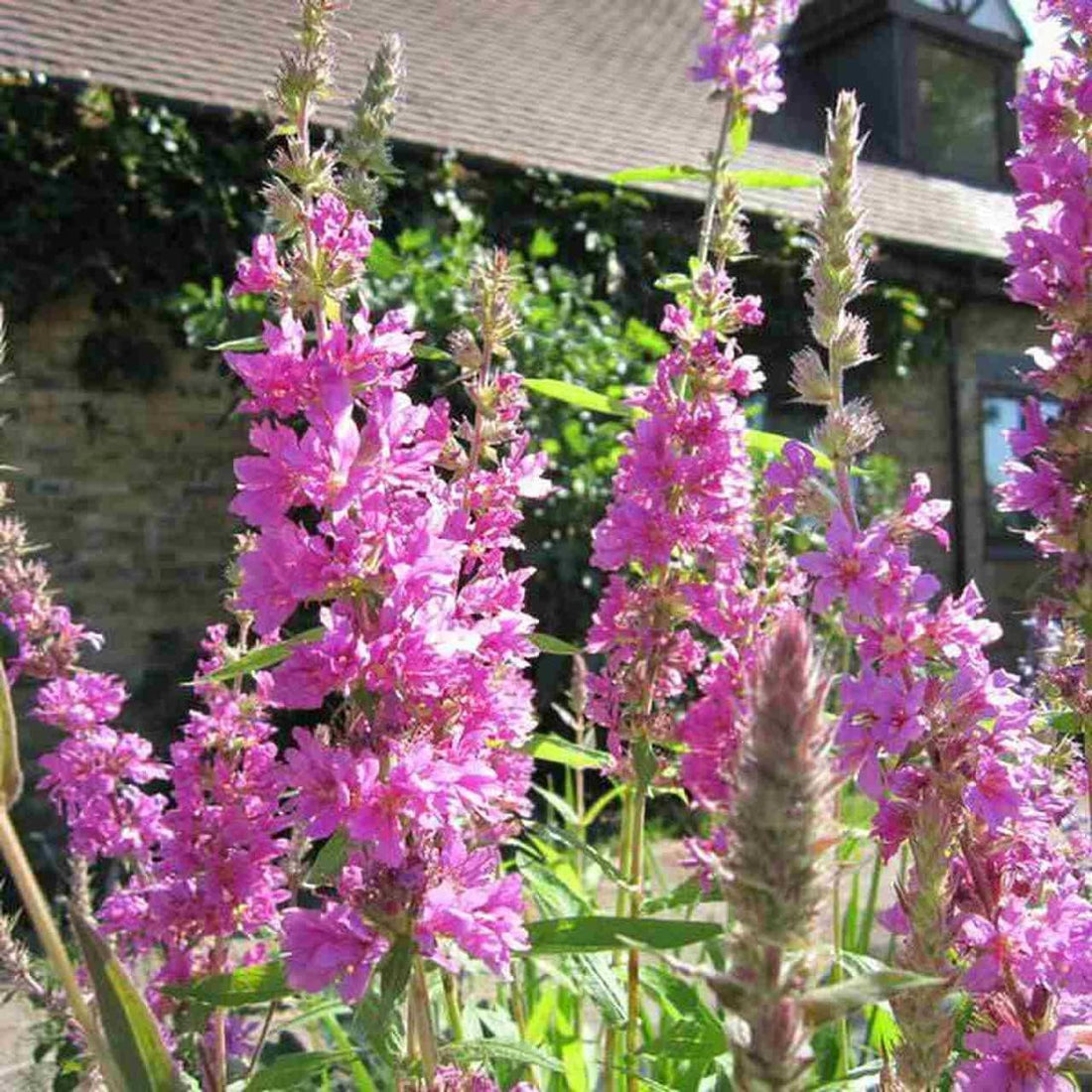 Purple Astilbe flower seeds