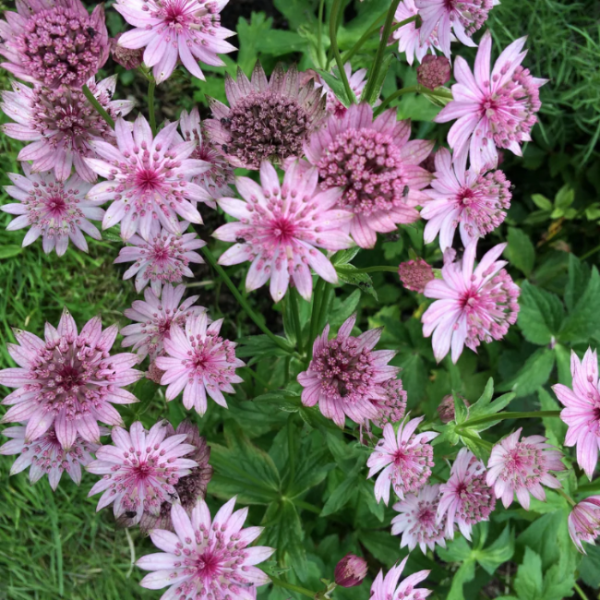 Symphony Astrantia Major plant