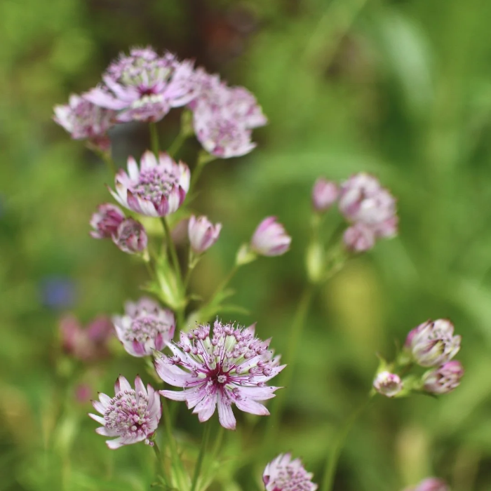 Symphony Astrantia Major plant