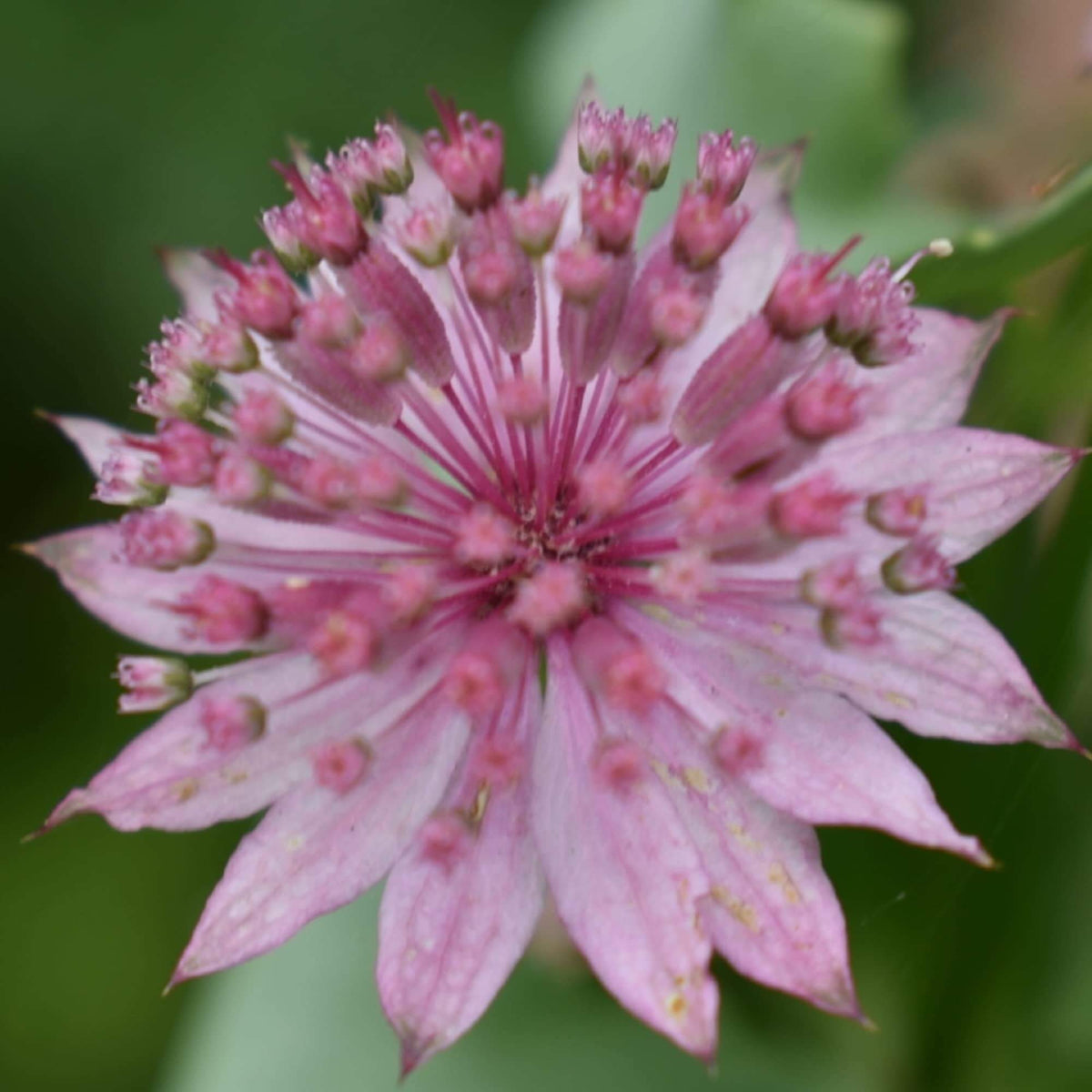 Compact Astrantia Major plant