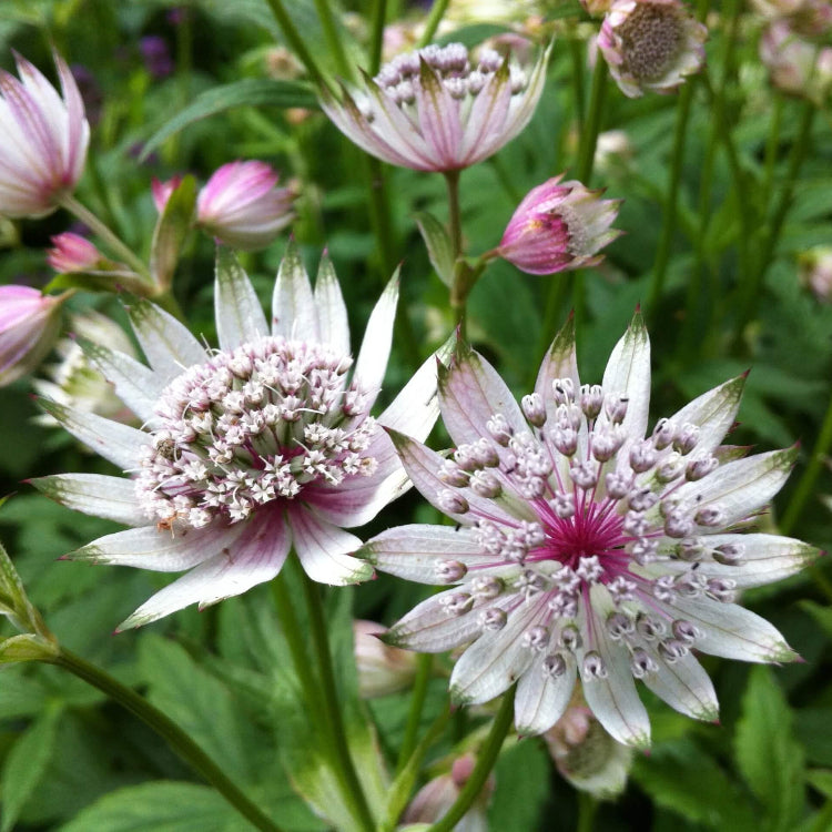 Astrantia plant